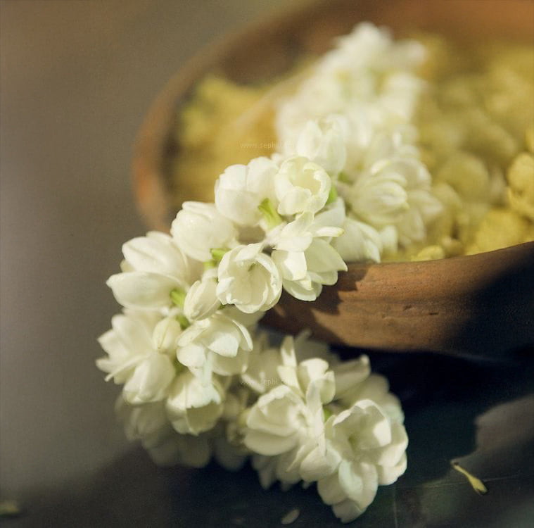 Tied Jasmine.jpg 16 inch